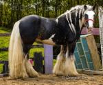Filly