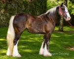 Yearling Filly