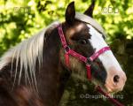 Yearling Filly
