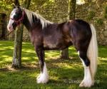 Yearling Filly