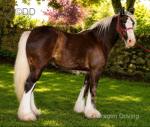 Yearling Filly
