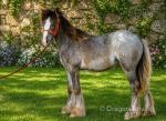 Filly