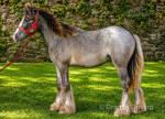 Filly