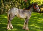 Filly