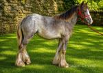 Filly
