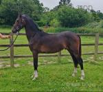 Toranaga Rhythm is a Dancer, Yearling Hackney Colt