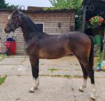 Toranaga Rhythm is a Dancer, Yearling Hackney Colt