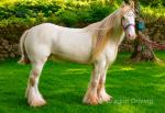 14.2hh Mares in Foal & Possibly in Foal
