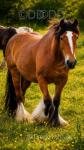 14.2hh Mares in Foal & Possibly in Foal