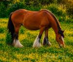 14.2hh Mares in Foal & Possibly in Foal