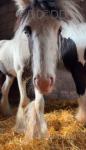 Rhubarb, Colt
