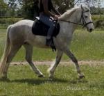 15hh Riding Gelding