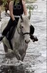 15hh Riding Gelding