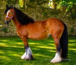 14.2hh Mare