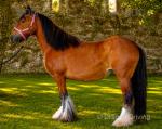 14.2hh Mare
