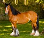 14.2hh Mare