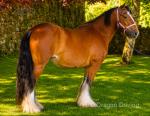 14.2hh Mare