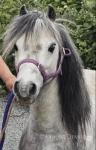 Freddie, 9.3hh WPB Driving Gelding with Car & Harness