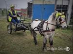 Freddie, 9.3hh WPB Driving Gelding with Car & Harness
