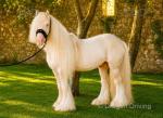 Ride and Drive Stallion