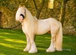Ride and Drive Stallion