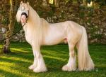 Ride and Drive Stallion