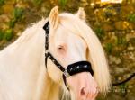Ride and Drive Stallion