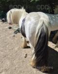 11.1hh Stallion 