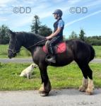 15.2hh Riding Mare