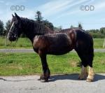 15.2hh Riding Mare