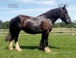 15.2hh Riding Mare