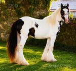 Colt