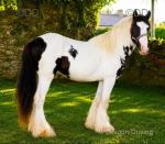 Colt