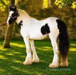 Colt