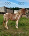 Yearling Filly