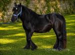 10.3hh Mare