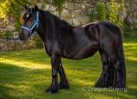 10.3hh Mare