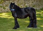 10.3hh Mare