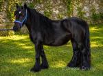10.3hh Mare