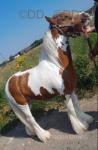 13.2hh Ride and Drive Gelding