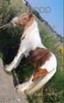 13.2hh Ride and Drive Gelding