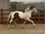 Gelding
