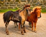 Falabella Colts 