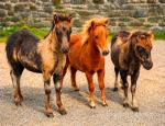 Falabella Colts 