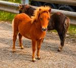 Falabella Colts 
