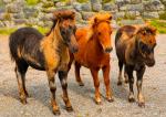 Falabella Colts 