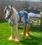 11.1hh Ride & Drive Mare
