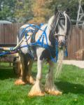 11.1hh Ride & Drive Mare