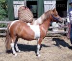 2 Year Old WPB Gelding