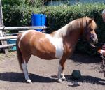 2 Year Old WPB Gelding